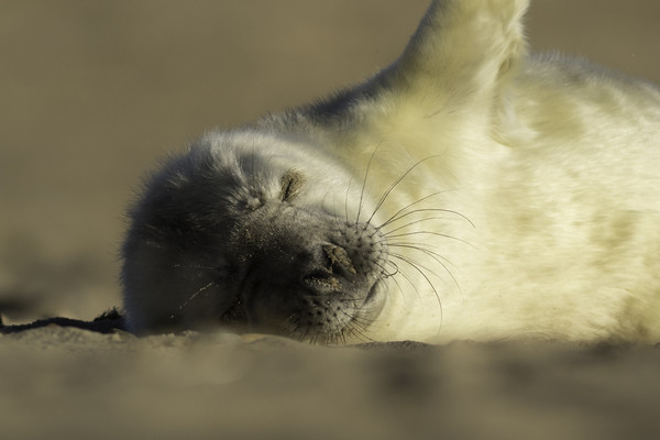Seal Pup Picture Board by Ian Hufton