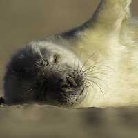 Buy canvas prints of Seal Pup by Ian Hufton