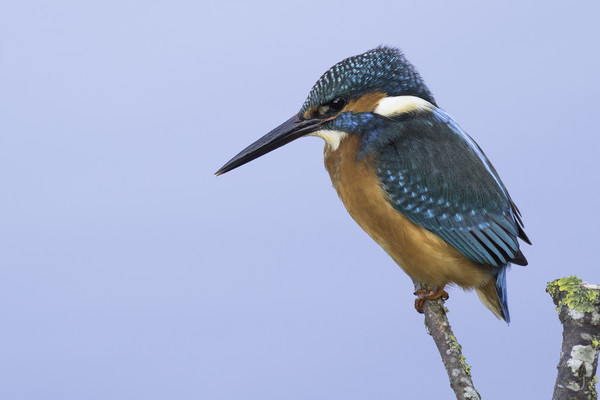 Kingfisher Picture Board by Ian Hufton