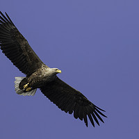 Buy canvas prints of White Tailed Eagle by Ian Hufton