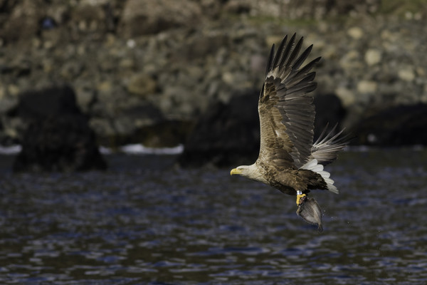 White Tailed Eagle  Picture Board by Ian Hufton
