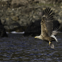 Buy canvas prints of White Tailed Eagle  by Ian Hufton