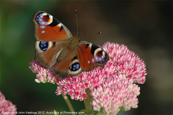 Peacock Butterfly resting on flower Picture Board by John Hastings