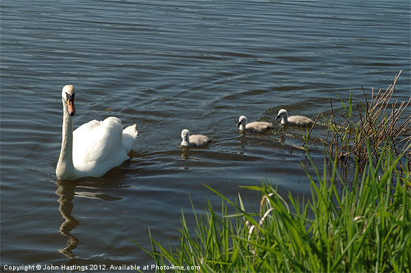 Swan Family Picture Board by John Hastings