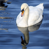 Buy canvas prints of Reflective Swan by John Hastings