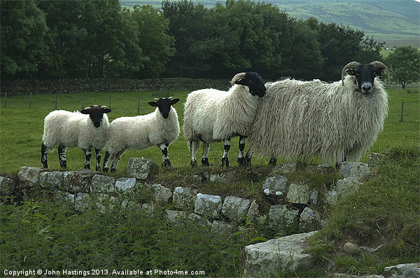 Sheep on Hadrians Wall Picture Board by John Hastings
