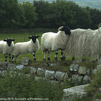 Buy canvas prints of Sheep on Hadrians Wall by John Hastings