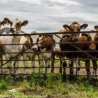 Buy canvas prints of Nosey cows by John Hastings