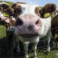 Buy canvas prints of Silly Cow ! by John Hastings