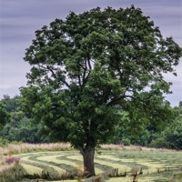 Buy canvas prints of Tree in a landscape by John Hastings