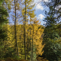 Buy canvas prints of Autumnal Woodland by John Hastings