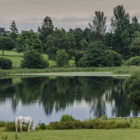 Buy canvas prints of Country Pond by John Hastings