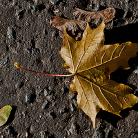 Buy canvas prints of  Sycamore leaf and seeds by John Hastings