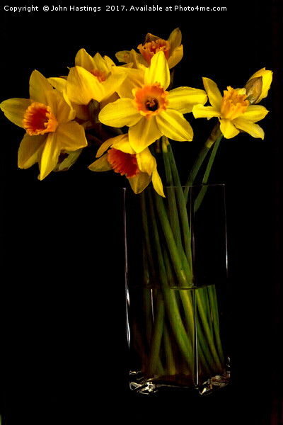 Daffodil still life Picture Board by John Hastings