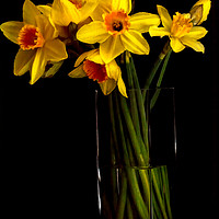 Buy canvas prints of Daffodil still life by John Hastings
