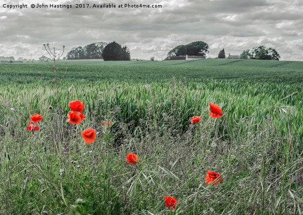 Poppy Field Picture Board by John Hastings