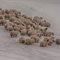Buy canvas prints of Snowy Sheep in Scotland by John Hastings