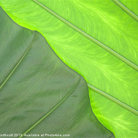 Buy canvas prints of Green Abstract No. 3 by Helen Northcott