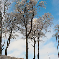 Buy canvas prints of Ice Covered Trees by Helen Northcott