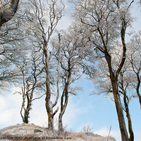 Buy canvas prints of Icy Trees by Helen Northcott