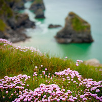 Buy canvas prints of Wild Sea Pinks in Cornwall by Helen Northcott