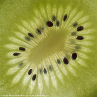 Buy canvas prints of Kiwi Fruit Slice by Helen Northcott