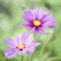 Buy canvas prints of Two Purple Cosmos Flowers by Helen Northcott