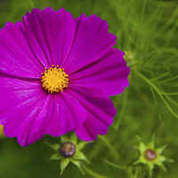 Buy canvas prints of Single Purple Cosmos Flower by Helen Northcott