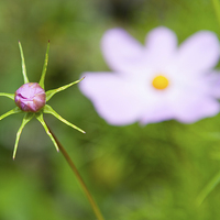 Buy canvas prints of Pink Cosmos Bud by Helen Northcott