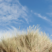 Buy canvas prints of Blue Sky and Maran Grass by Helen Northcott