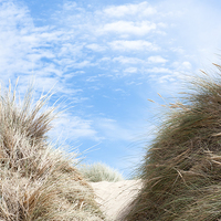 Buy canvas prints of Path Through the Dunes by Helen Northcott