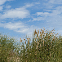 Buy canvas prints of Marram Grass and Sky i by Helen Northcott
