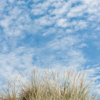 Buy canvas prints of Blue Sky and Marran Grass ii by Helen Northcott