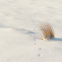 Buy canvas prints of Footprints and Reeds i by Helen Northcott
