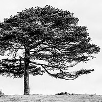Buy canvas prints of Lone Tree by Helen Northcott