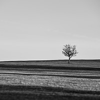 Buy canvas prints of Lone Hawthorn Tree iv by Helen Northcott