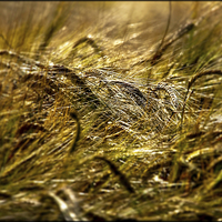 Buy canvas prints of Barley Field. by Jim Moran