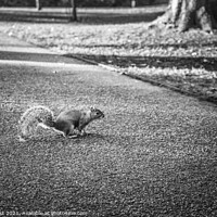 Buy canvas prints of Running Squirrel by Nick Hirst