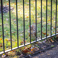 Buy canvas prints of Imprisoned Squirrel by Nick Hirst