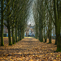 Buy canvas prints of Tree Parade by Nick Hirst