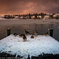 Buy canvas prints of Ducks on a Pier by Nick Hirst