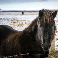 Buy canvas prints of Icelandic Horse by Nick Hirst