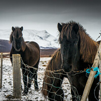 Buy canvas prints of Icelandic Horses by Nick Hirst