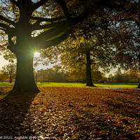 Buy canvas prints of Autumnal Carpet by Nick Hirst