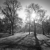 Buy canvas prints of Backlit Trees by Nick Hirst