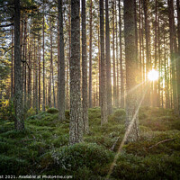 Buy canvas prints of Forest Sunset by Nick Hirst