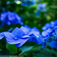 Buy canvas prints of Blue Hydrangea  by Nick Hirst