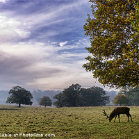 Buy canvas prints of Tatton Deer by Nick Hirst