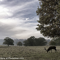 Buy canvas prints of Tatton Park Deer by Nick Hirst