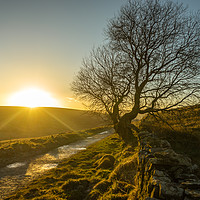 Buy canvas prints of Tree in the sunset by Nick Hirst